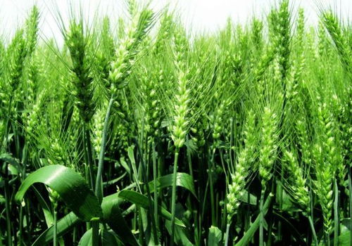 國家糧食收購政策調整下，小麥種植的策略與應對