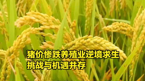 豬價震蕩下行，養殖業如何破局？——探析“糧食-飼料-養殖”產業鏈的挑戰與機遇